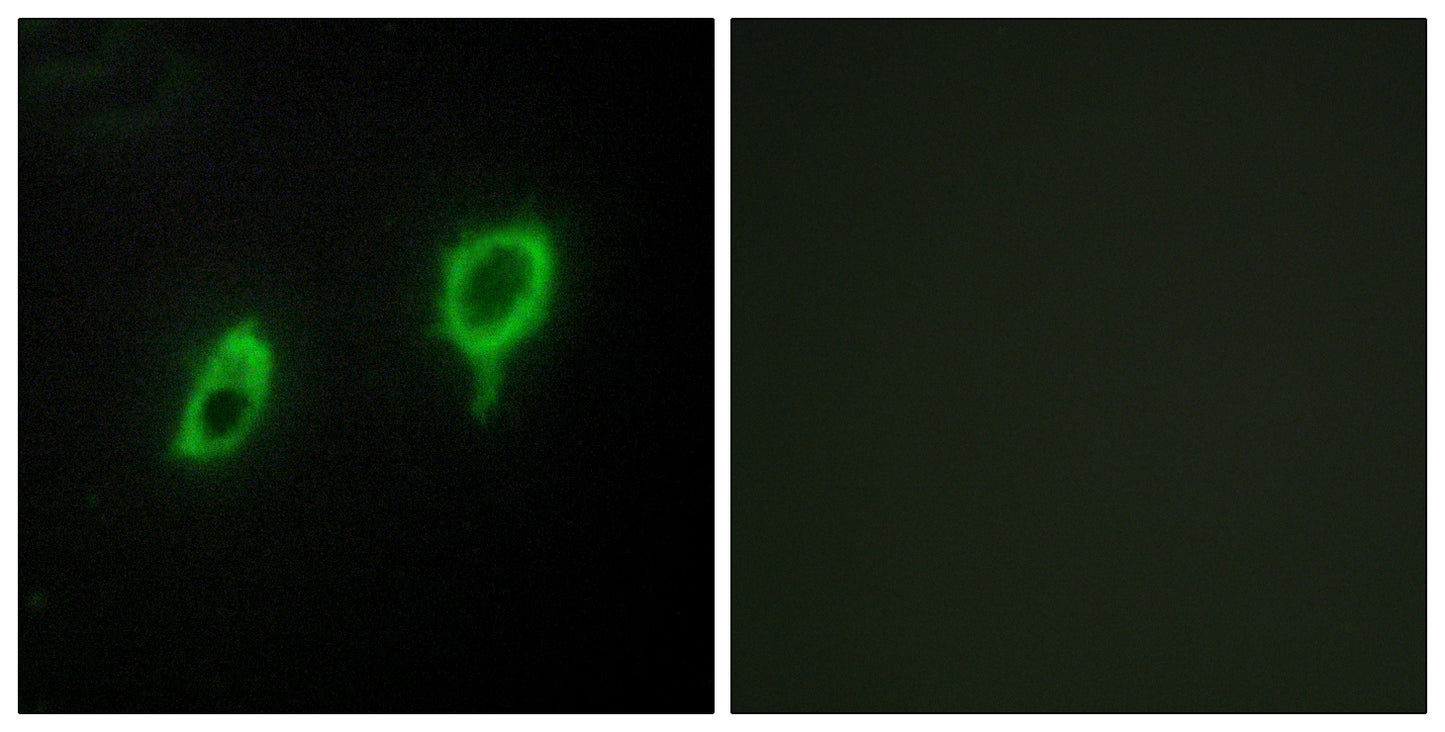 14-3-3 γ Rabbit Polyclonal Antibody