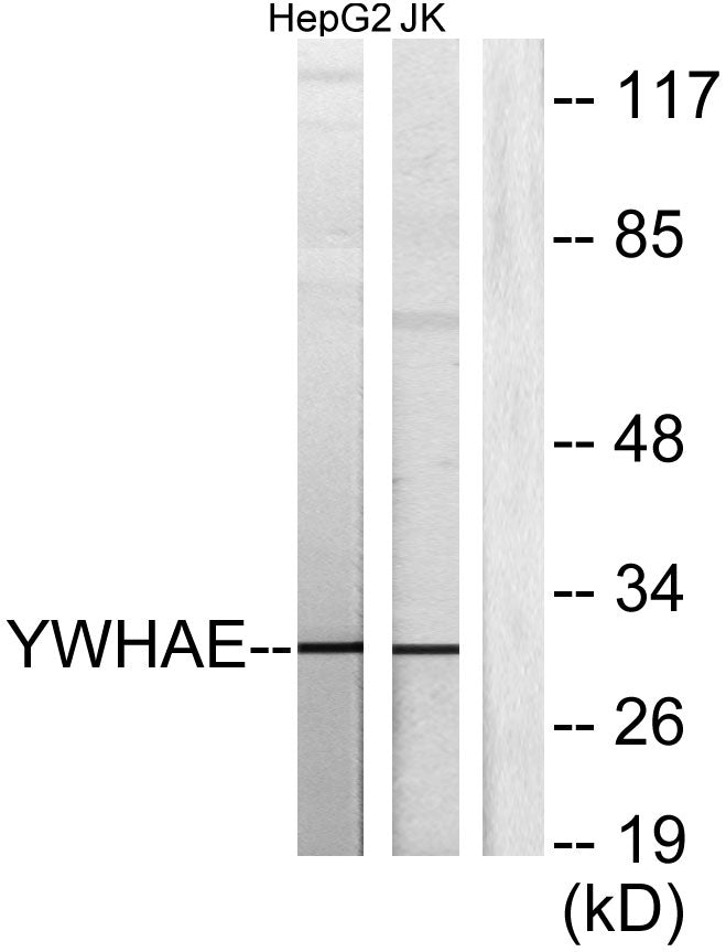 14-3-3 ε Rabbit Polyclonal Antibody