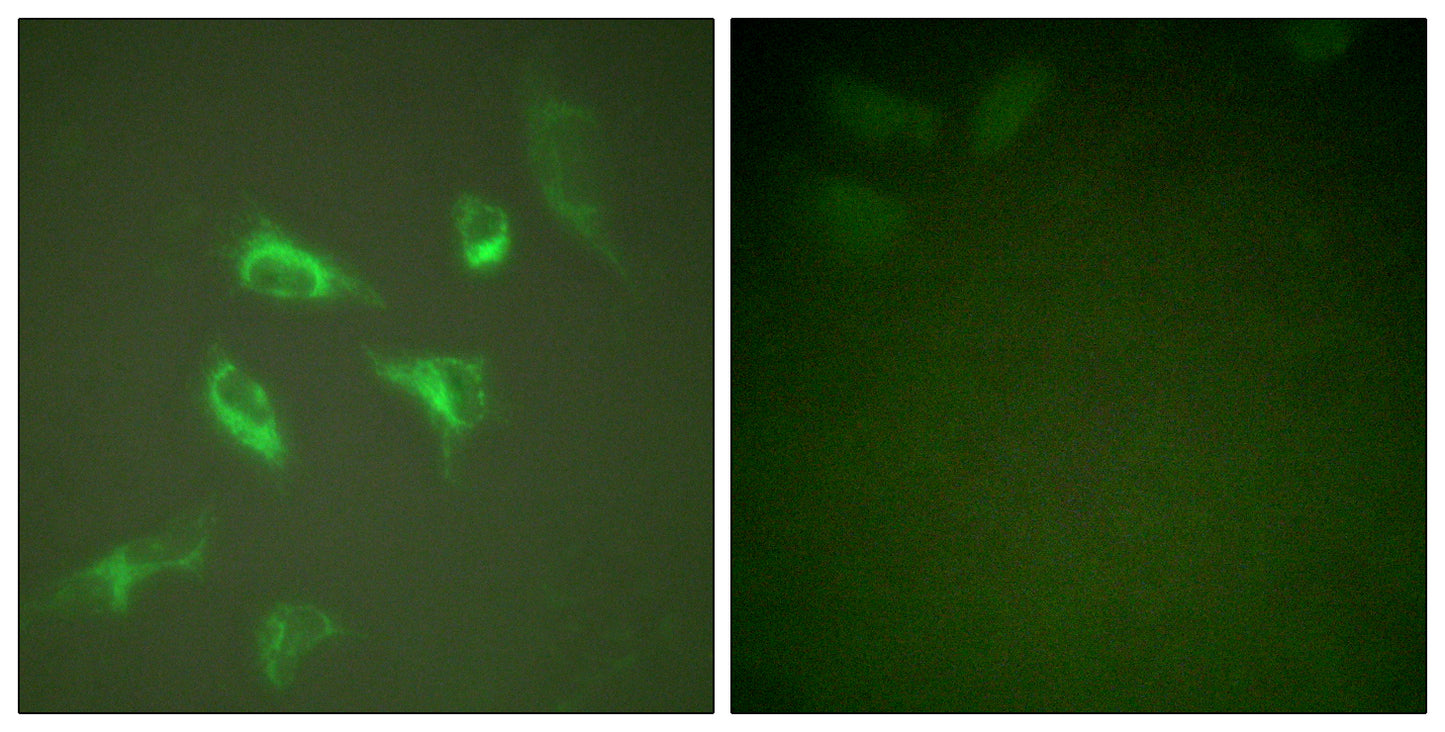 14-3-3 ζ Rabbit Polyclonal Antibody