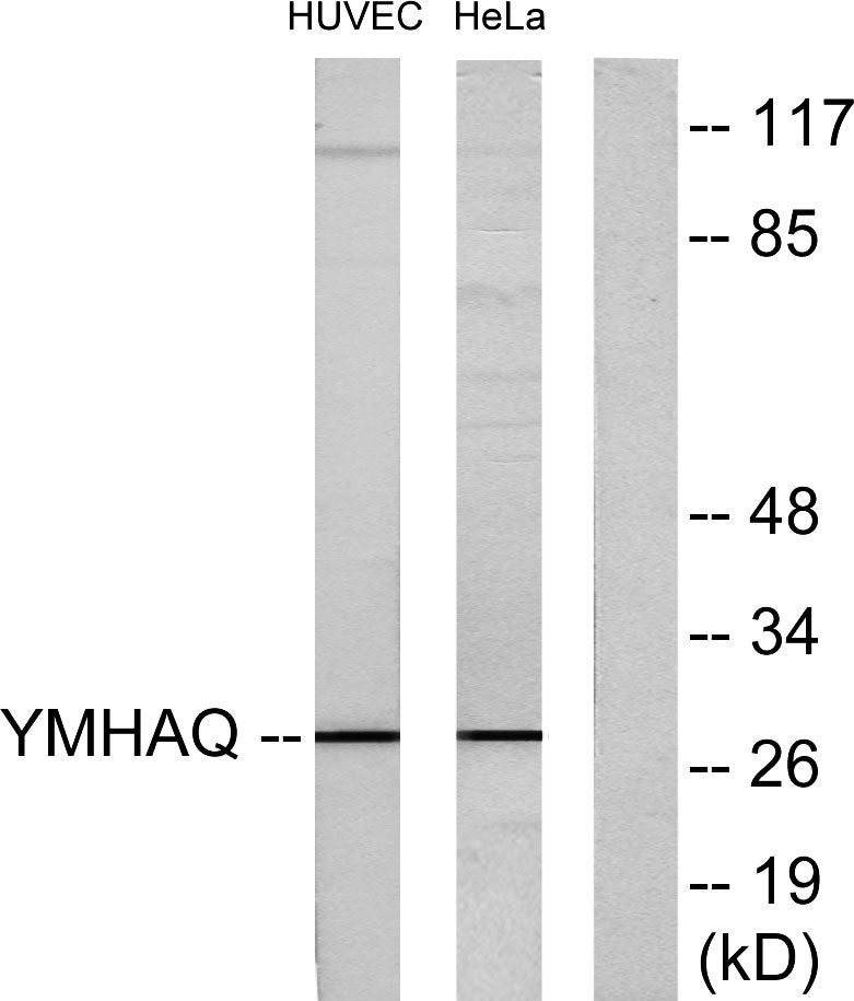 14-3-3 θ Rabbit Polyclonal Antibody