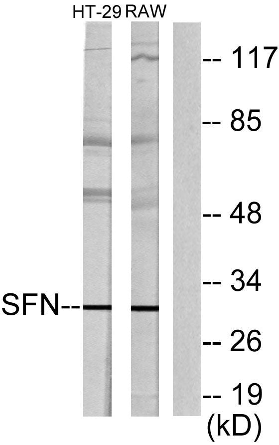 14-3-3 σ Rabbit Polyclonal Antibody