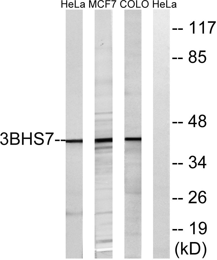 3β-HSD7 Rabbit Polyclonal Antibody