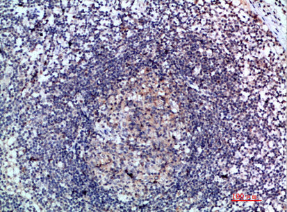 6CKine Rabbit Polyclonal Antibody