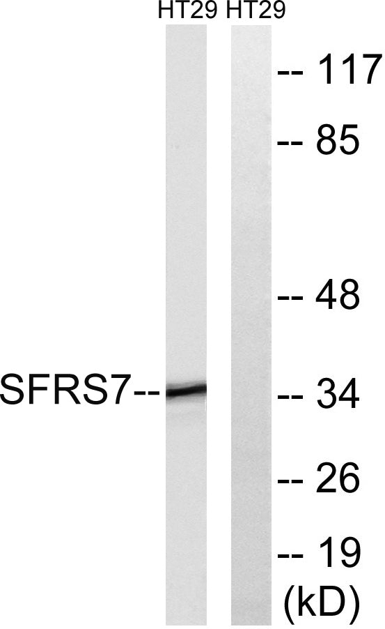 9G8 Rabbit Polyclonal Antibody