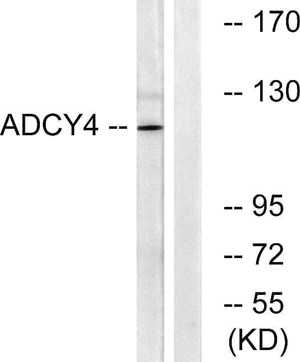 A Cyclase IV Rabbit Polyclonal Antibody