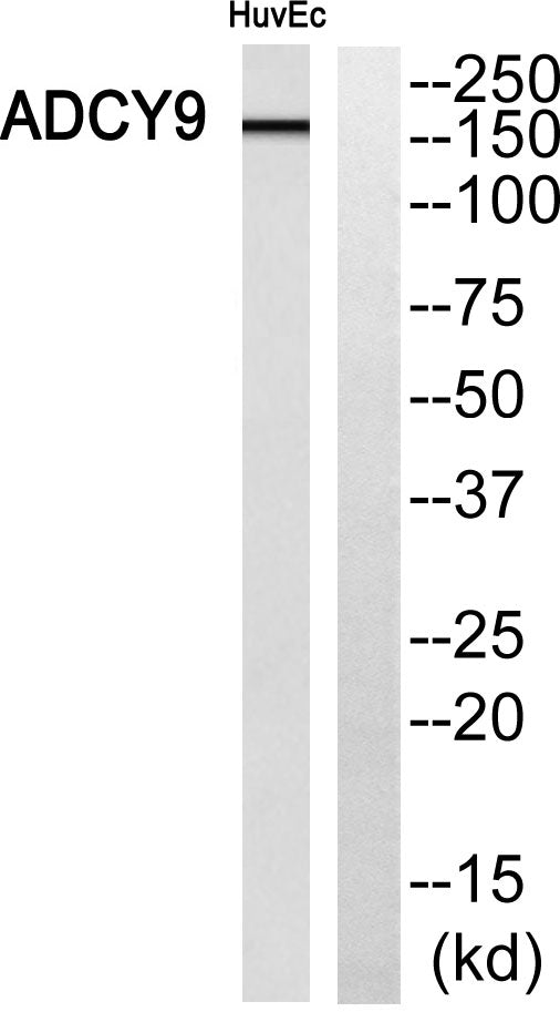 A Cyclase IX Rabbit Polyclonal Antibody