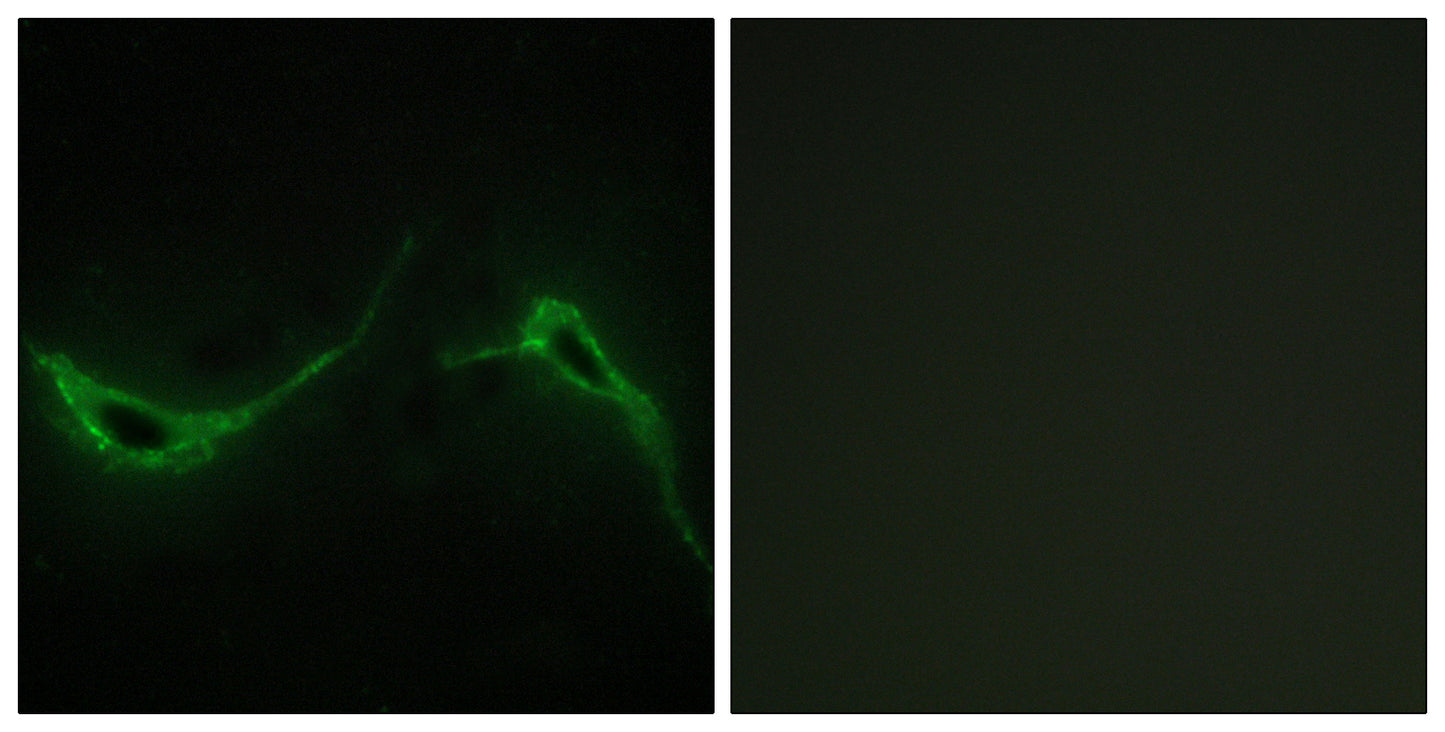 A Cyclase VII Rabbit Polyclonal Antibody
