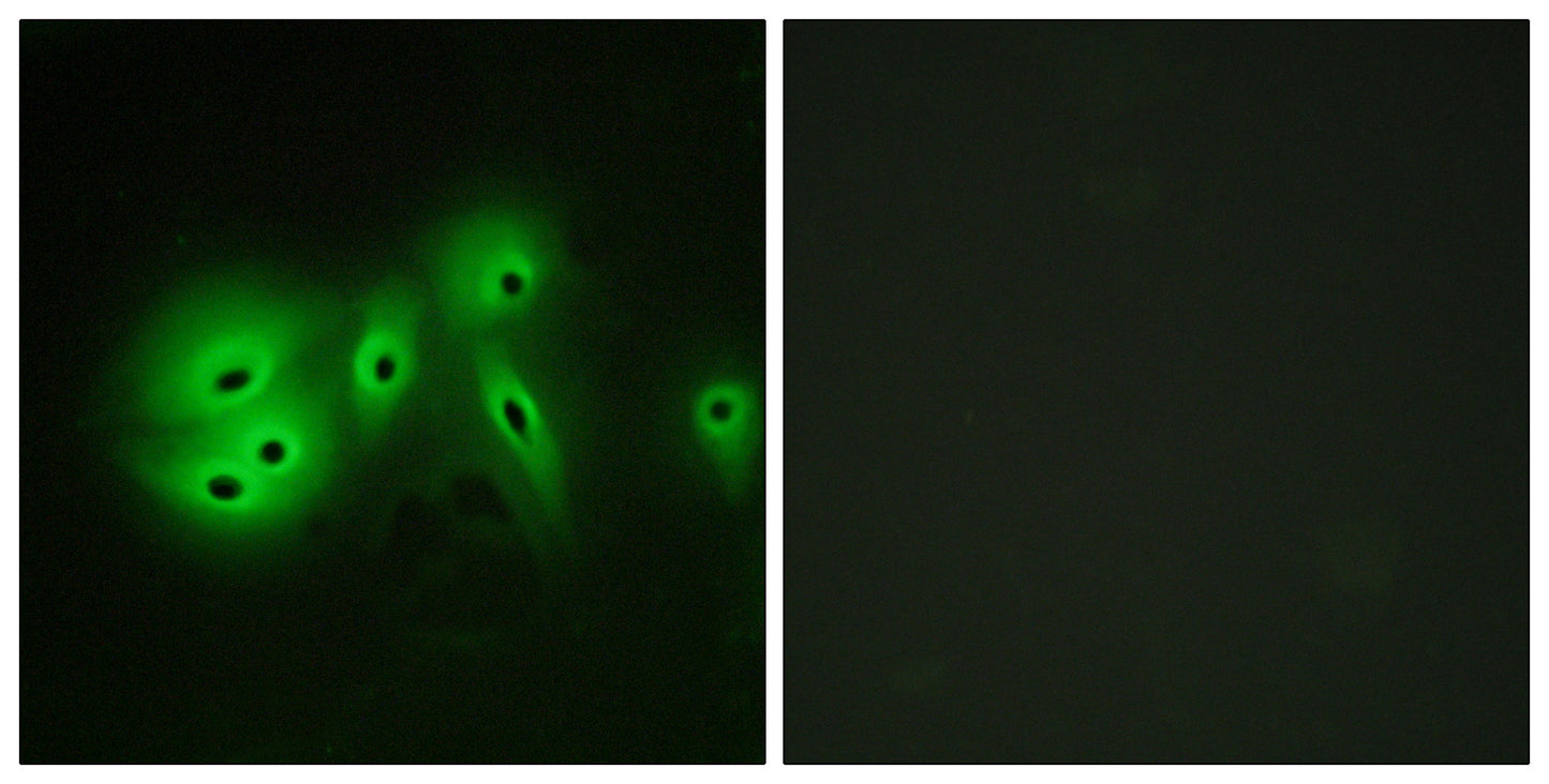 A Cyclase VIII Rabbit Polyclonal Antibody