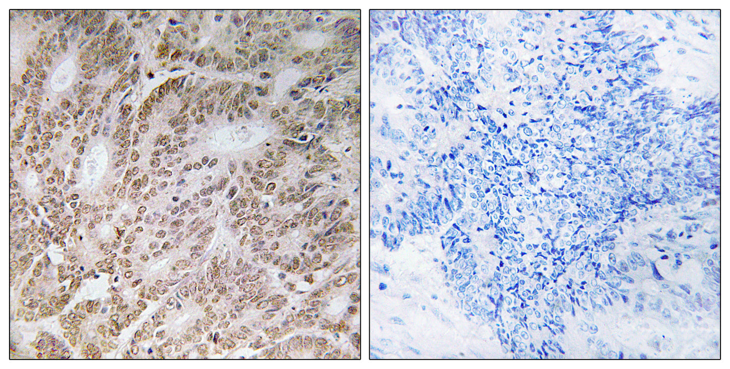 A1Up Rabbit Polyclonal Antibody