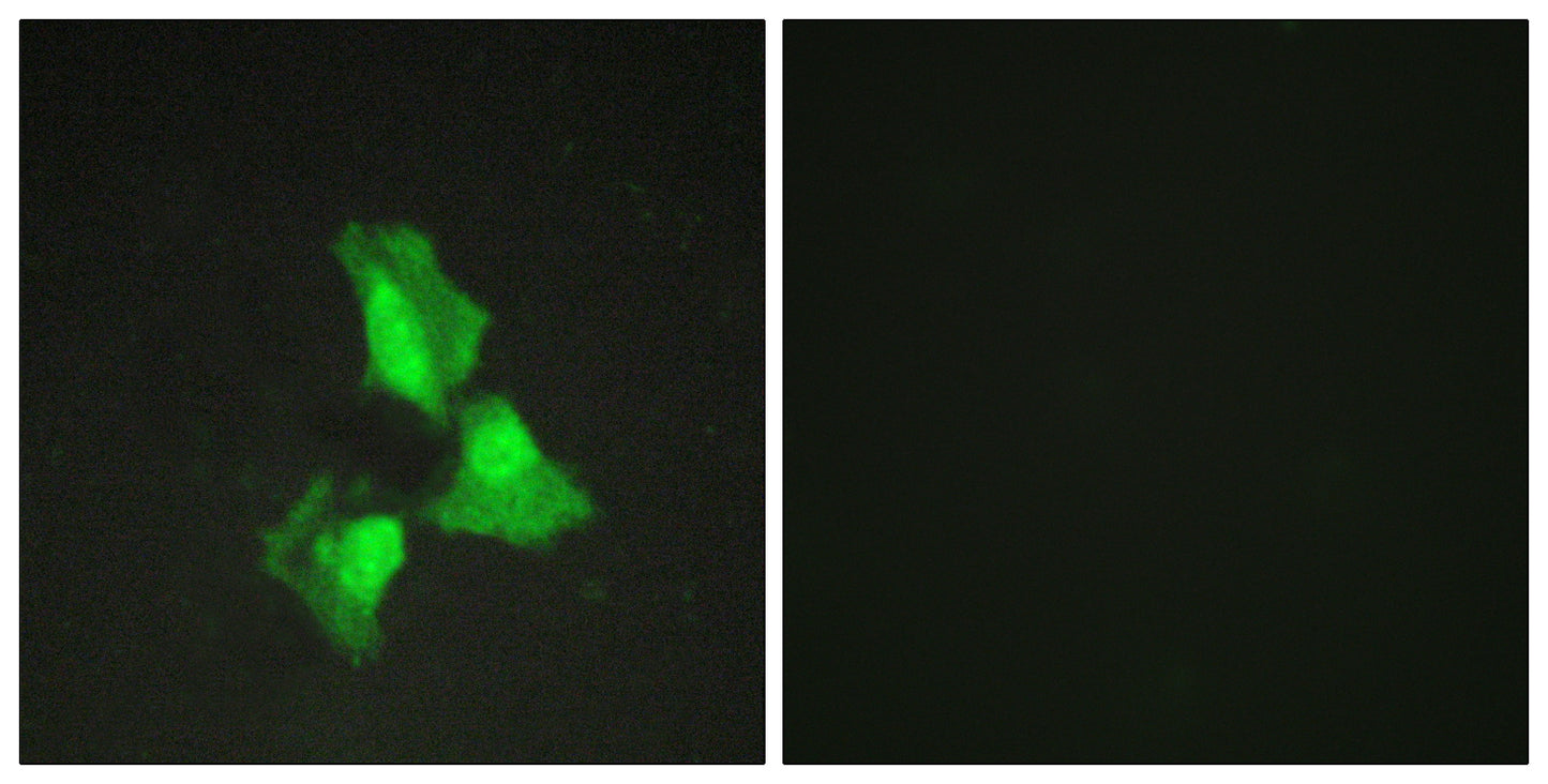 A20 Rabbit Polyclonal Antibody