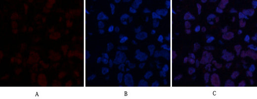 ABCG2 Rabbit Polyclonal Antibody