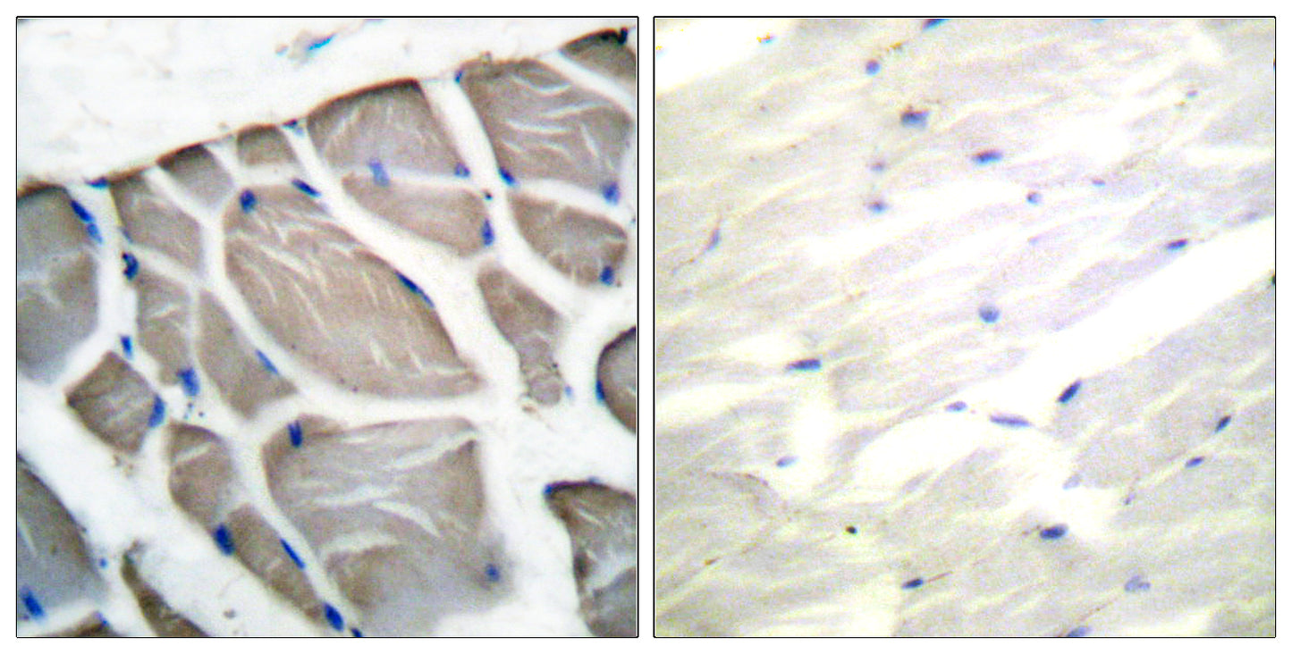 Actin Rabbit Polyclonal Antibody