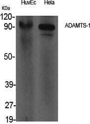 ADAMTS-1 Rabbit Polyclonal Antibody