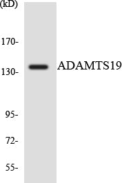 ADAMTS-19 Rabbit Polyclonal Antibody