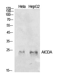 AID Rabbit Polyclonal Antibody