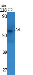 Akt Rabbit Polyclonal Antibody