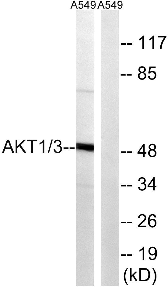 Akt1/3 Rabbit Polyclonal Antibody