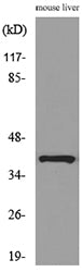 Aldolase C Rabbit Polyclonal Antibody