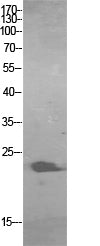 ALR Rabbit Polyclonal Antibody