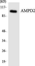 AMPD2 Rabbit Polyclonal Antibody