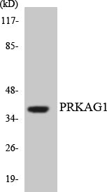 AMPKγ1 Rabbit Polyclonal Antibody