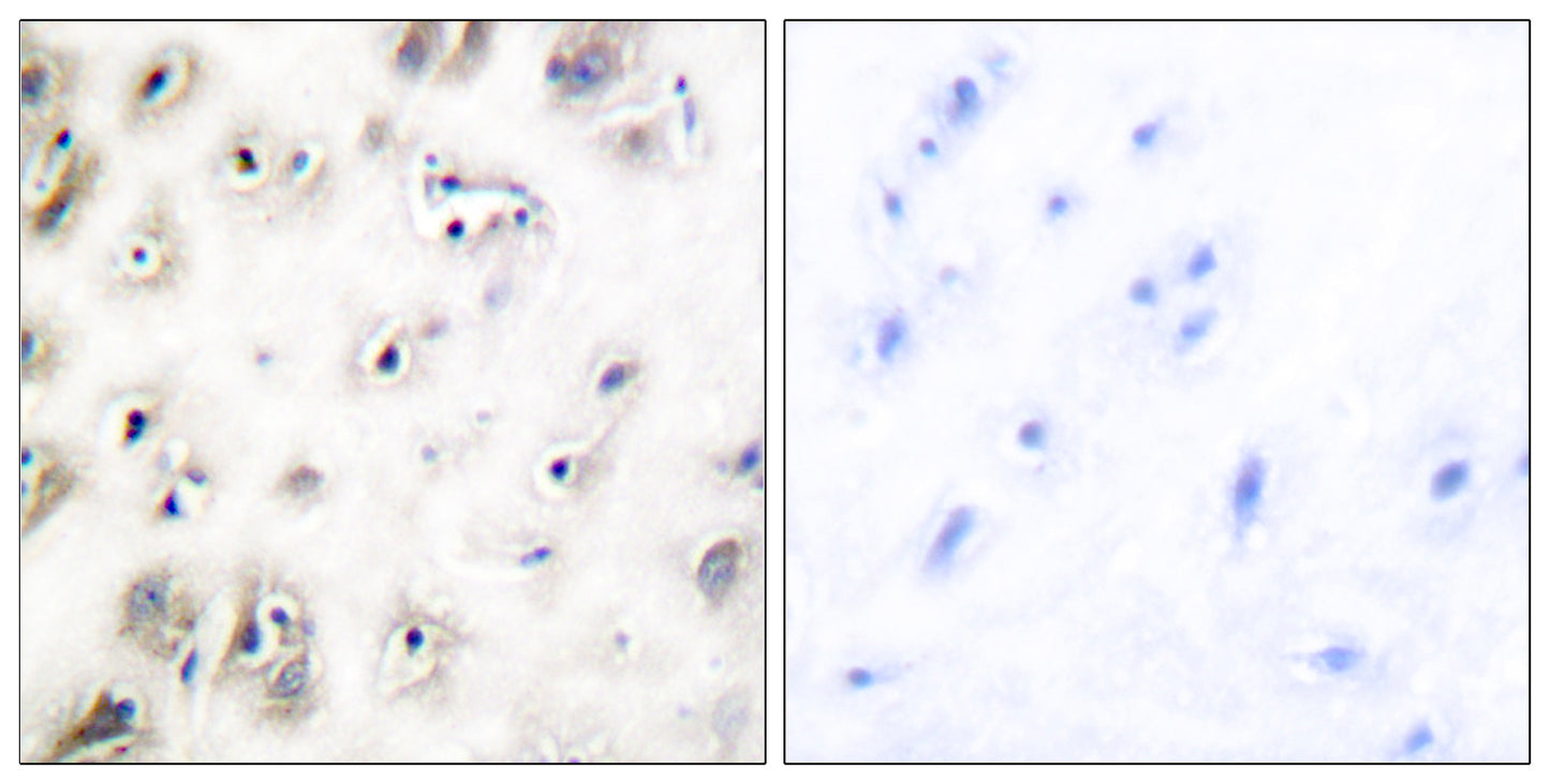 Amylin Rabbit Polyclonal Antibody
