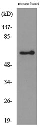 Angptl1/2 Rabbit Polyclonal Antibody
