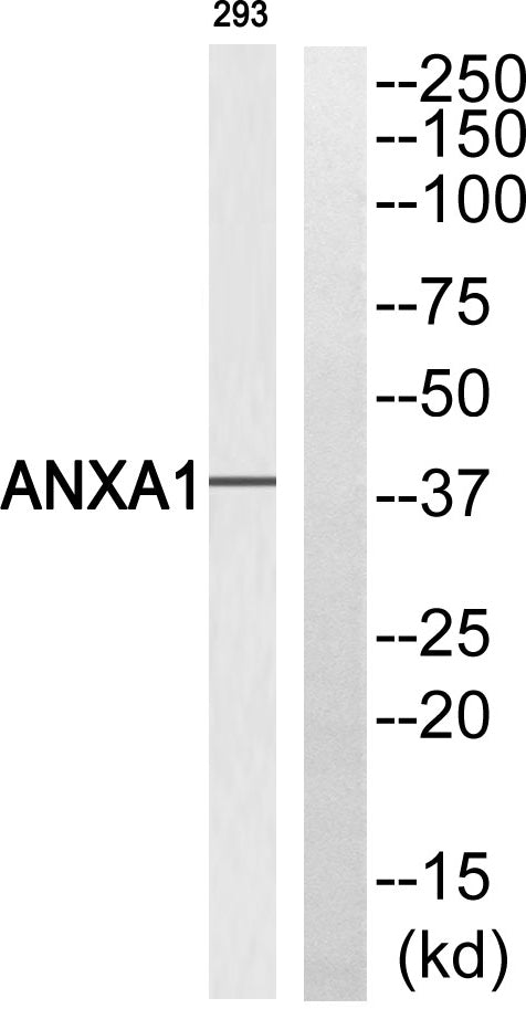 Annexin I Rabbit Polyclonal Antibody