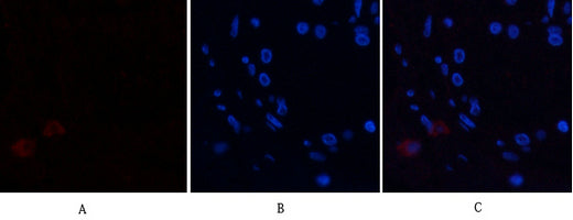 Annexin I Rabbit Polyclonal Antibody