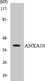 Annexin X Rabbit Polyclonal Antibody