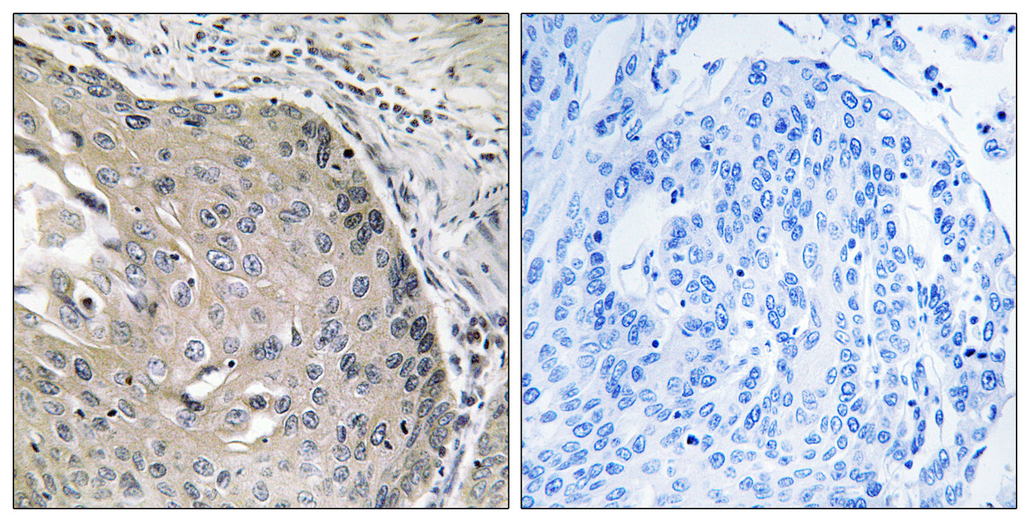 AOX1 Rabbit Polyclonal Antibody