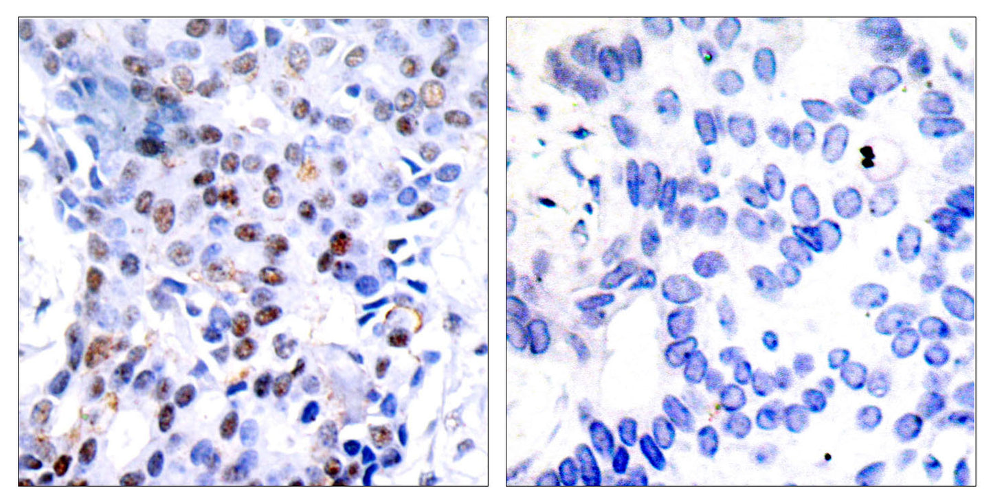 AP-1 Rabbit Polyclonal Antibody