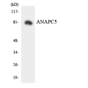 APC5 Rabbit Polyclonal Antibody