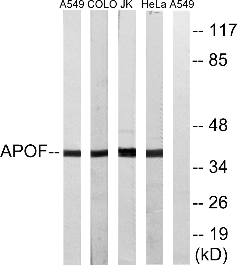 ApoF Rabbit Polyclonal Antibody