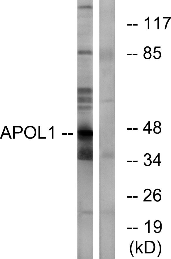 ApoL1 Rabbit Polyclonal Antibody