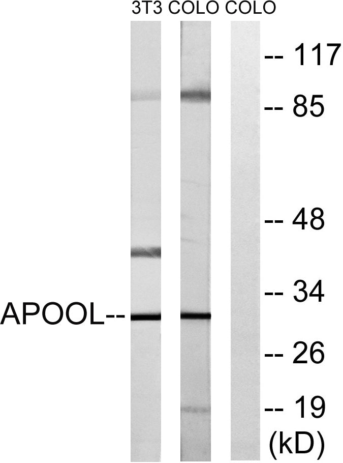 ApoOL Rabbit Polyclonal Antibody