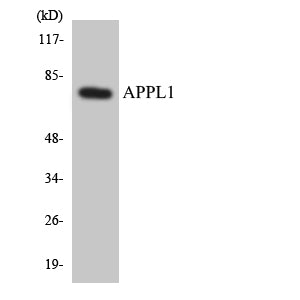 APPL1 Rabbit Polyclonal Antibody