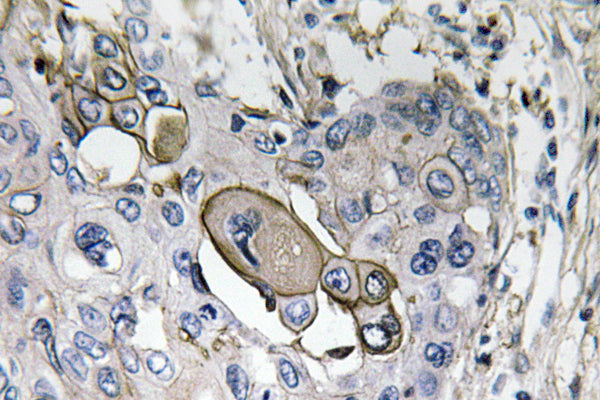 AQP5 Rabbit Polyclonal Antibody
