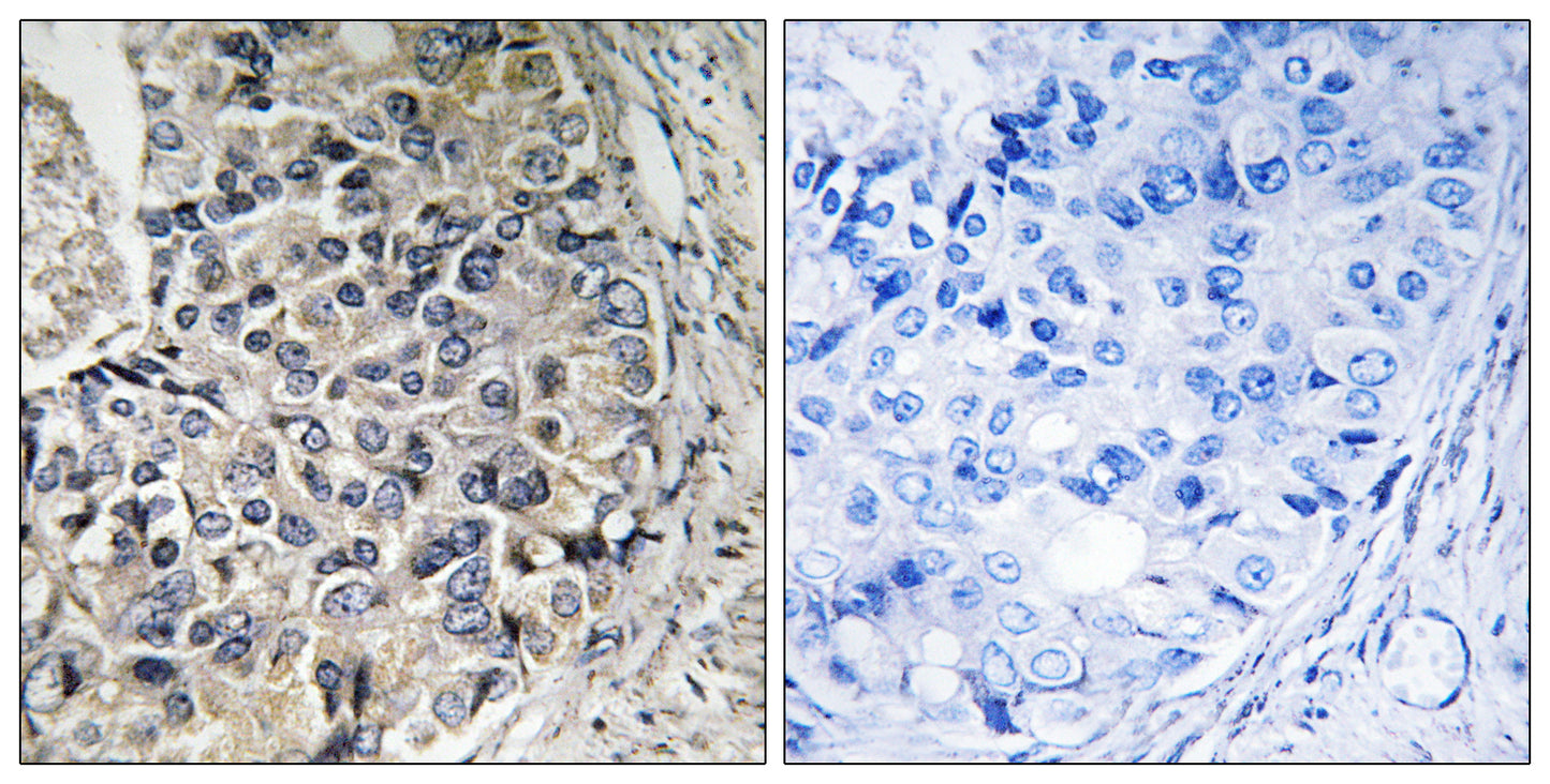 ARALAR Rabbit Polyclonal Antibody