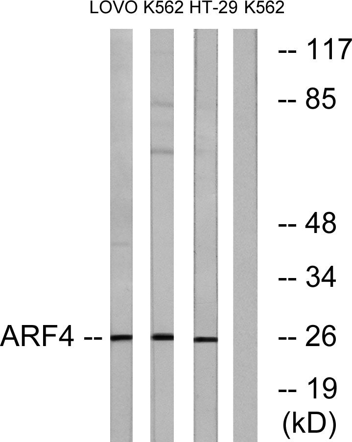 ARF4 Rabbit Polyclonal Antibody