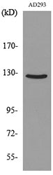 Arg Rabbit Polyclonal Antibody
