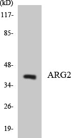 Arginase II Rabbit Polyclonal Antibody