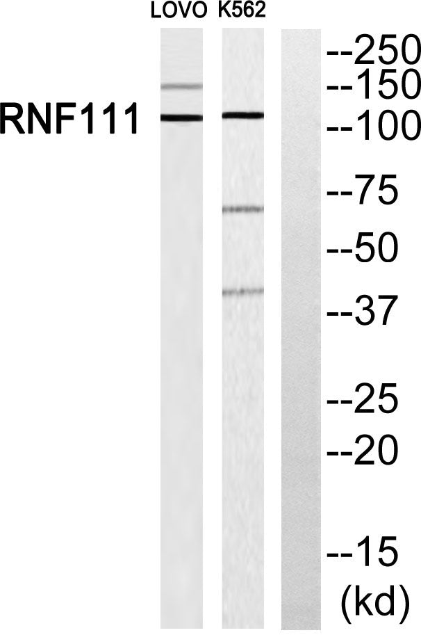 Arkadia Rabbit Polyclonal Antibody