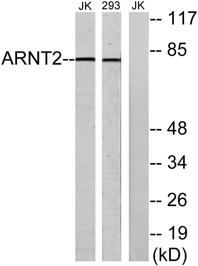 Arnt 2 Rabbit Polyclonal Antibody