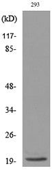 ARP Rabbit Polyclonal Antibody