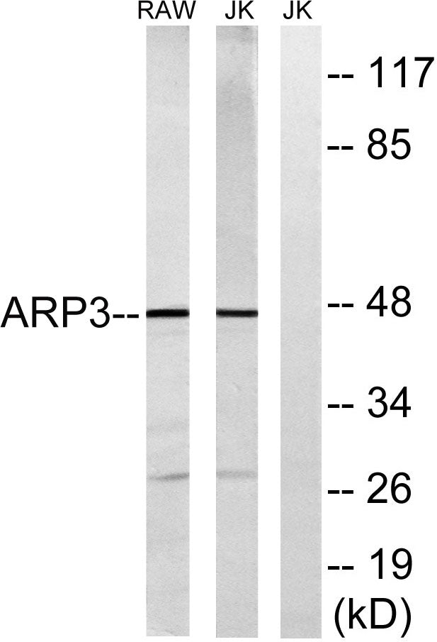 Arp3 Rabbit Polyclonal Antibody