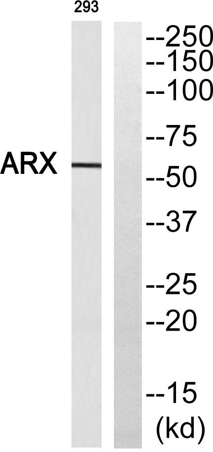 ARX Rabbit Polyclonal Antibody