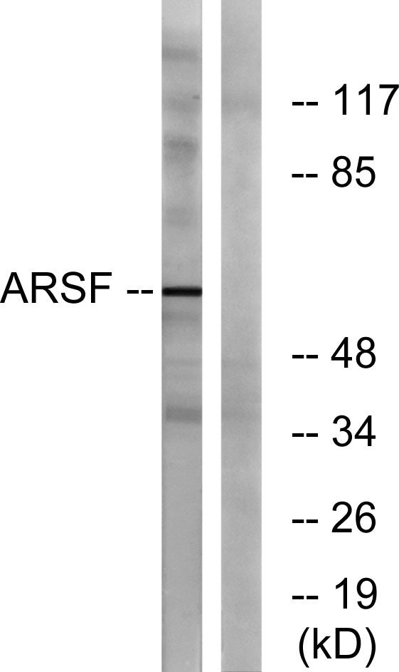 Arylsulfatase F Rabbit Polyclonal Antibody