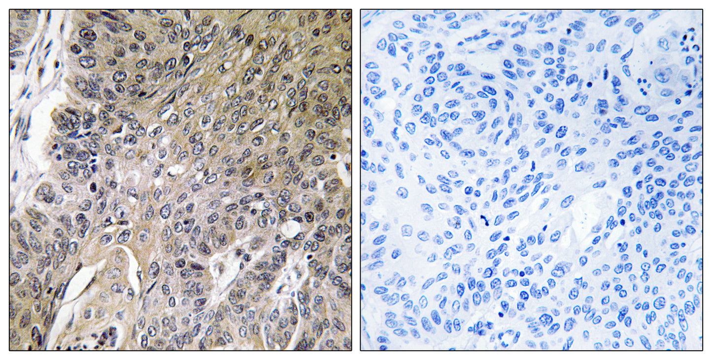 Arylsulfatase G Rabbit Polyclonal Antibody
