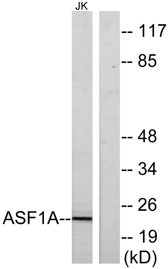 Asf1a Rabbit Polyclonal Antibody